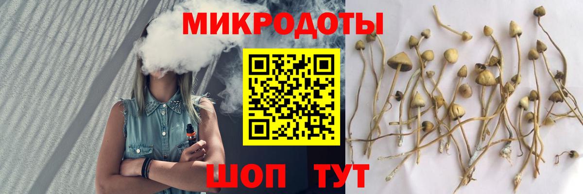 Псилоцибиновые грибы Psilocybine cubensis Ртищево